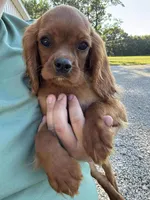 Cosmo, a male Cavalier King Charles Spaniel for sale in Rolla, MO – Photo 2 of 2