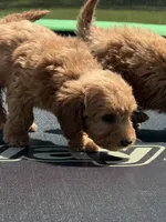 Lieutenant, a male Miniature Goldendoodle for sale in Rolla, MO – 3 of 10