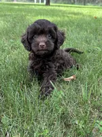 Marcus, a male Cavapoo for sale in Rolla, MO – 2 of 5