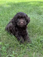 Marcus, a male Cavapoo for sale in Rolla, MO – 3 of 5