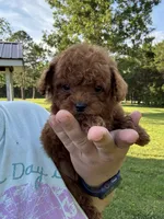 Ruby Red, a female Poodle - Toy  for sale in Rolla, MO – 2 of 7