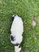 Raymond, a male Great Pyrenees for sale in Rolla, MO – 5 of 6