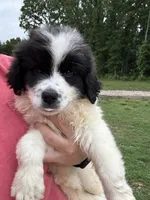 Raymond, a male Great Pyrenees for sale in Rolla, MO – 2 of 6