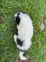 Raymond, a male Great Pyrenees for sale in Rolla, MO – 6 of 6