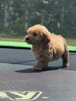Lieutenant, a male Miniature Goldendoodle for sale in Rolla, MO – 4 of 10