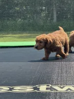 Linda, a female Miniature Goldendoodle for sale in Rolla, MO – 4 of 8