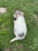 Rose, a female Great Pyrenees for sale in Rolla, MO – 3 of 3