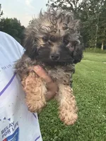 Sadie, a female Poodle - Toy  for sale in Rolla, MO – 8 of 10