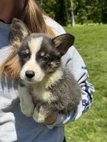 Brent, a male Pembroke Welsh Corgi for sale in Rolla, MO – 2 of 4