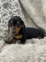 Thomas, a male Miniature Dachshund for sale in Rolla, MO – 5 of 6