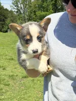 Bluie, a male Pembroke Welsh Corgi for sale in Rolla, MO – 6 of 6
