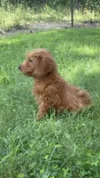 Lizzy, a female Miniature Goldendoodle for sale in Rolla, MO – 2 of 6