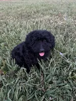 Sammy, a male Poodle - Miniature  for sale in Rolla, MO – 8 of 10