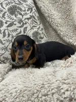 Thomas, a male Miniature Dachshund for sale in Rolla, MO – 3 of 6