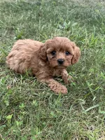 Mikey, a male Cavapoo for sale in Rolla, MO – 4 of 5