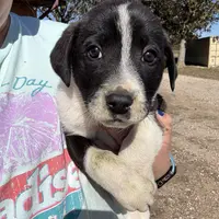 Radar, a male Anatolian Shepherd Dog and Great Pyrenees for sale in Rolla, MO – Photo 1 of 2
