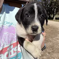 Radar, a male Anatolian Shepherd Dog and Great Pyrenees for sale in Rolla, MO – Photo 2 of 2