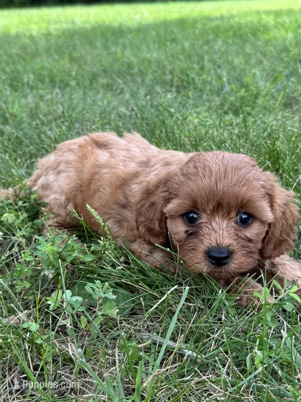 Mikey – Cavapoo puppy for sale in Rolla, MO
