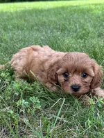 Mikey, a male Cavapoo for sale in Rolla, MO – 1 of 5