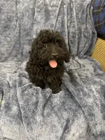 Sammy, a male Poodle - Miniature  for sale in Rolla, MO – 10 of 10
