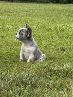 Maxwell, a male French Bulldog for sale in Rolla, MO – 3 of 8
