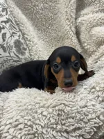 Thomas, a male Miniature Dachshund for sale in Rolla, MO – 2 of 6