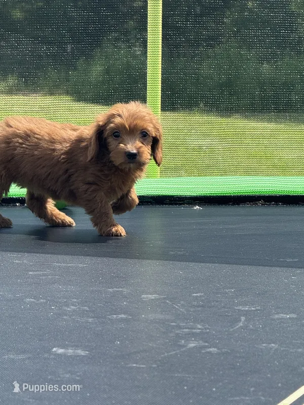 Linda – Miniature Goldendoodle puppy for sale in Rolla, MO