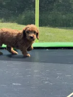 Linda, a female Miniature Goldendoodle for sale in Rolla, MO – 1 of 8