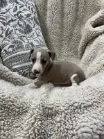 Spice, a female Italian Greyhound for sale in Rolla, MO – 4 of 6