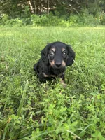 Miles, a male Miniature Dachshund for sale in Rolla, MO – 2 of 4