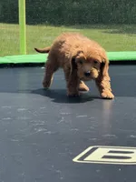 Linda, a female Miniature Goldendoodle for sale in Rolla, MO – 6 of 8