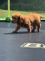Linda, a female Miniature Goldendoodle for sale in Rolla, MO – 8 of 8