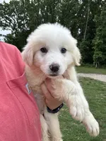 Ronald, a male Great Pyrenees for sale in Rolla, MO – 2 of 5