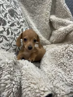 Courtney, a female Miniature Dachshund for sale in Rolla, MO – 7 of 9