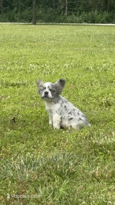 Maxwell – French Bulldog puppy for sale in Rolla, MO