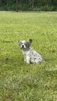 Maxwell, a male French Bulldog for sale in Rolla, MO – 1 of 8