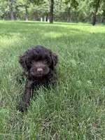Marcus, a male Cavapoo for sale in Rolla, MO – 5 of 5