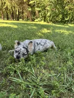 Tillie, a male French Bulldog for sale in Rolla, MO – 7 of 7