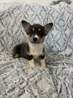 Maizie, a female Pembroke Welsh Corgi for sale in Rolla, MO – 3 of 5