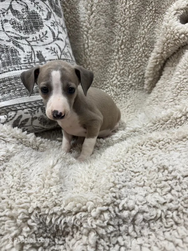 Spice – Italian Greyhound puppy for sale in Rolla, MO