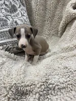 Spice, a female Italian Greyhound for sale in Rolla, MO – 1 of 6