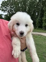 Ronald, a male Great Pyrenees for sale in Rolla, MO – 4 of 5