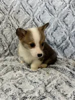 Ronnie, a male Pembroke Welsh Corgi for sale in Rolla, MO – 4 of 4