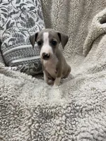 Spice, a female Italian Greyhound for sale in Rolla, MO – 5 of 6