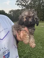 Sadie, a female Poodle - Toy  for sale in Rolla, MO – 7 of 10