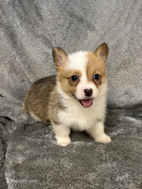 Millie – Pembroke Welsh Corgi puppy for sale in Rolla, MO