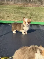 Millie, a female Pembroke Welsh Corgi for sale in Rolla, MO – Photo 4 of 6