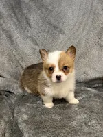 Millie, a female Pembroke Welsh Corgi for sale in Rolla, MO – Photo 3 of 6