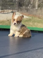 Millie, a female Pembroke Welsh Corgi for sale in Rolla, MO – Photo 5 of 6