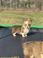 Millie, a female Pembroke Welsh Corgi for sale in Rolla, MO – Photo 6 of 6